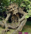 /album/krasne-umeni/beautiful-fig-tree-jpg/